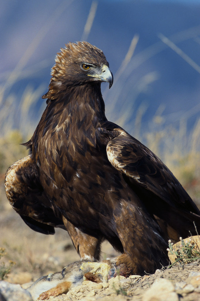 Detail of Golden Eagle Clutching Rabbit Kill by Corbis