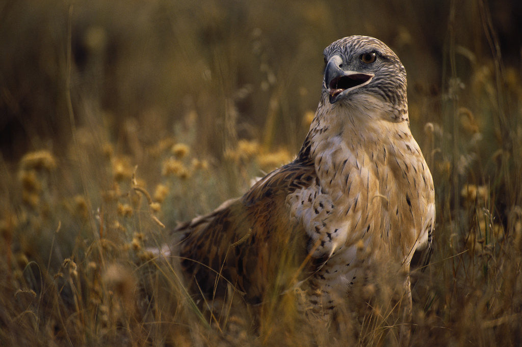 Detail of Ferruginous Hawk in Prairie Grass by Anonymous