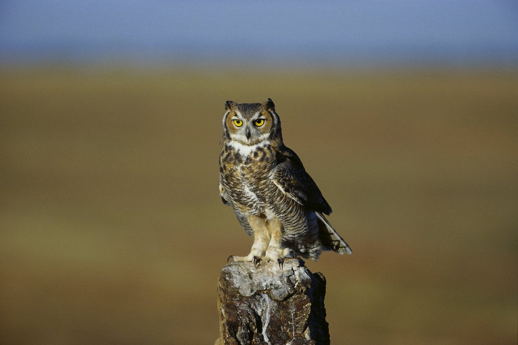 Detail of Great Horned Owl Perching on Post by Anonymous