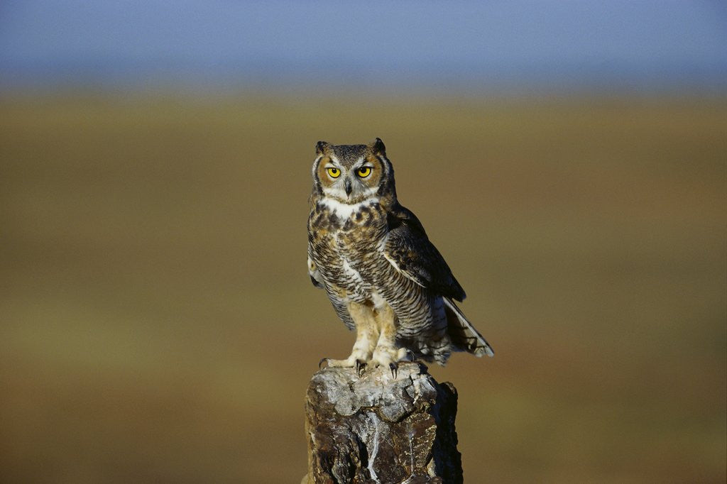 Detail of Great Horned Owl Perching on Post by Corbis