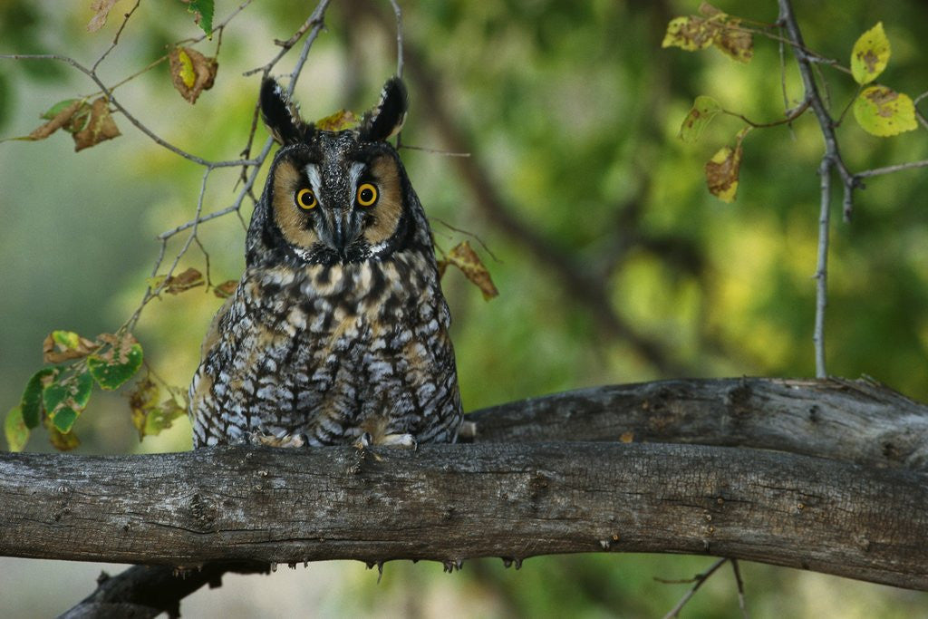 Detail of Long-Eared Owl Perched on Tree Branch by Corbis