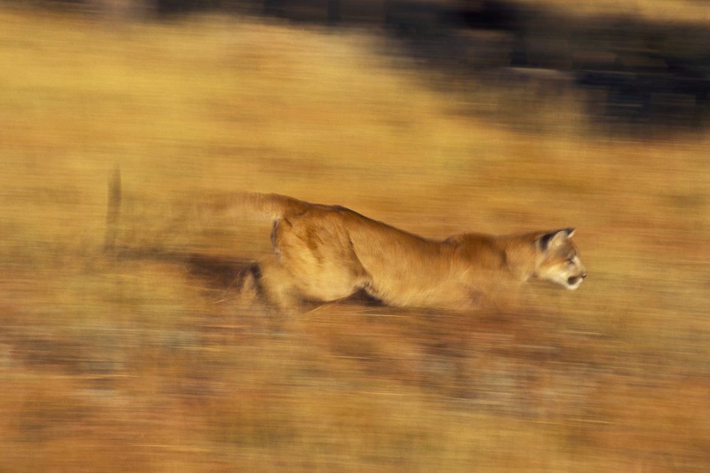 Detail of Cougar Chasing Prey Through a Field by Anonymous