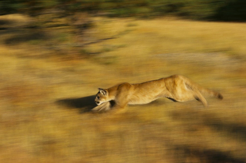 Detail of Cougar Chasing Prey Through a Field by Corbis