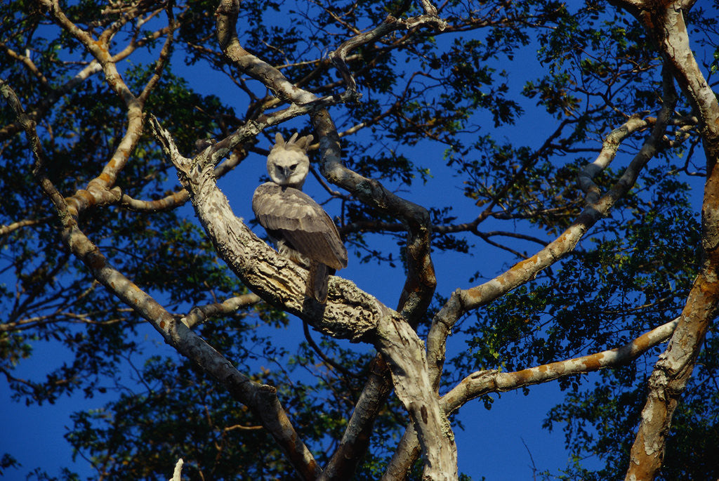 Detail of Young Harpy Eagle Perched in Tree by Anonymous