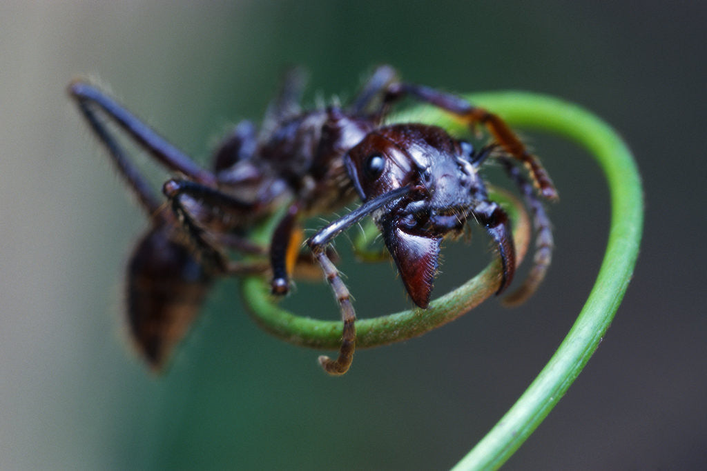 Detail of Bullet Ant Hanging on Vine by Anonymous