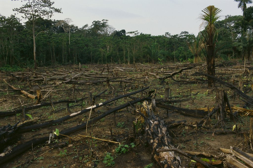 Detail of Slash and Burn Agriculture in Peru by Anonymous