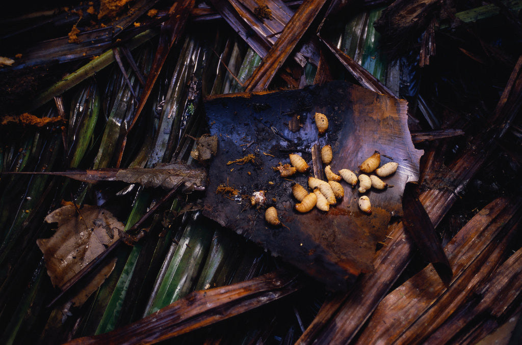 Detail of Edible Grubs are a Korowai Delicacy by Corbis