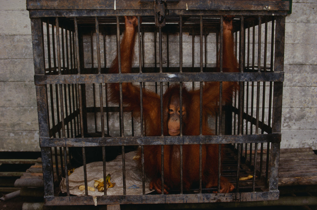 Detail of Juvenile Orangutan in Cage by Anonymous