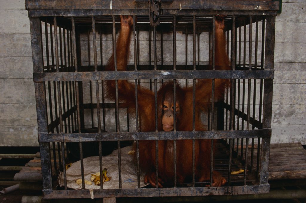 Detail of Juvenile Orangutan in Cage by Corbis