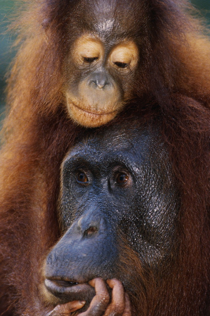 Detail of Female and Baby Orangutan in Borneo by Corbis