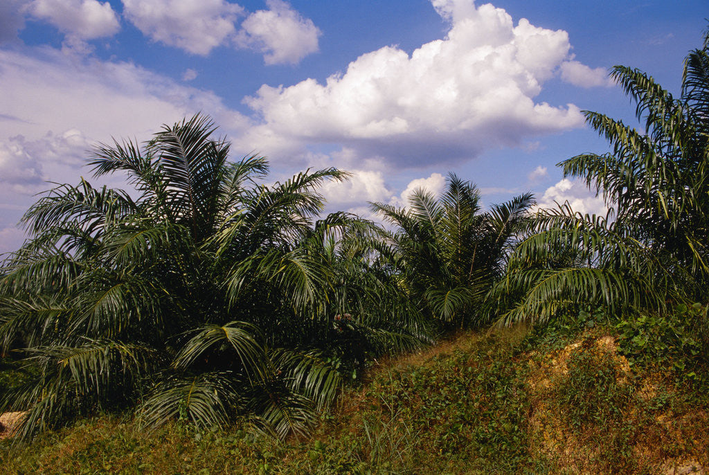 Detail of Vegetation at Palm Oil Plantation by Corbis