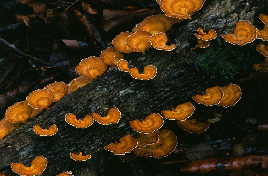 Detail of Cup Fungus on Rotting Rainforest Log by Corbis