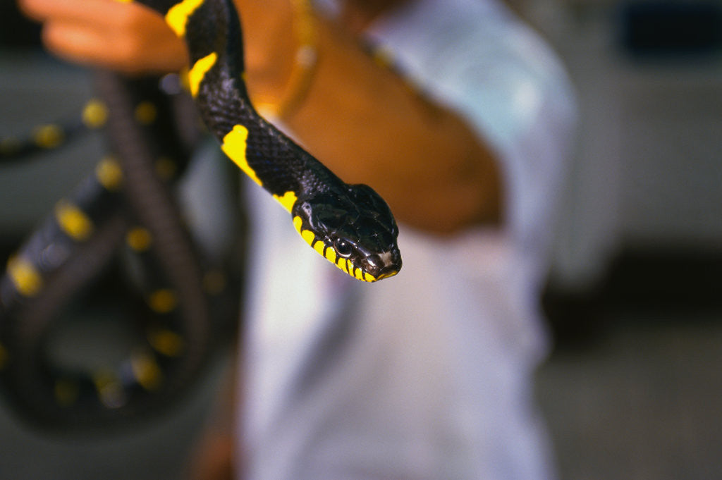 Detail of Poisonous Banded Krait Snake at Red Cross Show by Anonymous