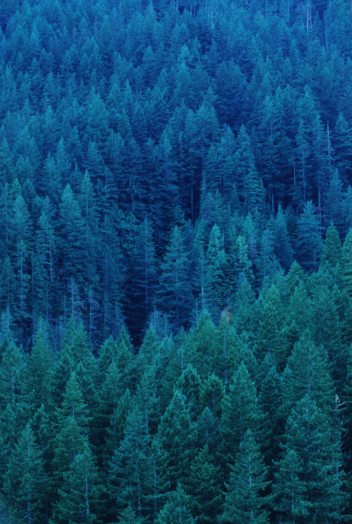 Detail of Old Growth Forest in Washington's Olympic National Forest by Anonymous