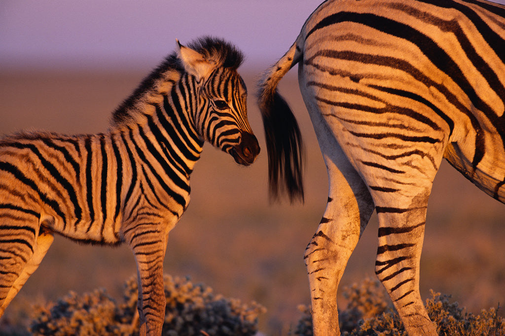 Detail of Young Plains Zebra by Corbis