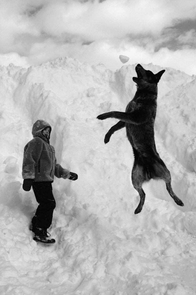 Detail of Dog Catching a Snowball by Corbis