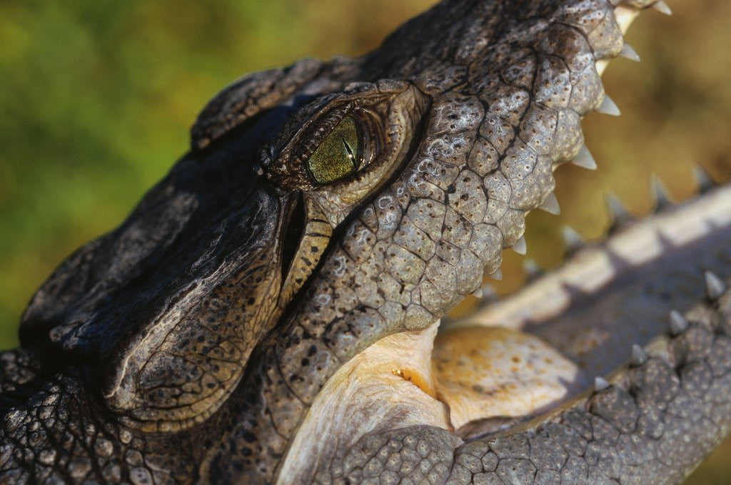 Detail of American Crocodile by Anonymous