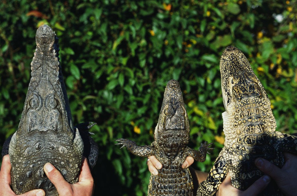 Detail of Crocodile, Caiman and Alligator Head Comparison by Corbis