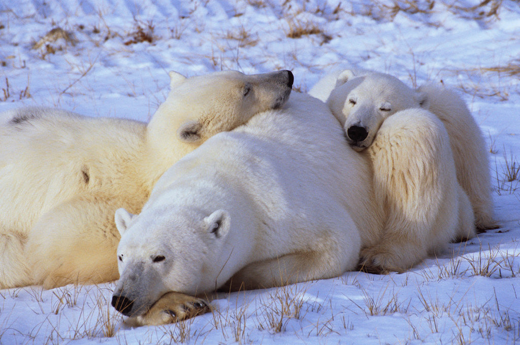 Detail of Polar Bear with Cubs by Anonymous