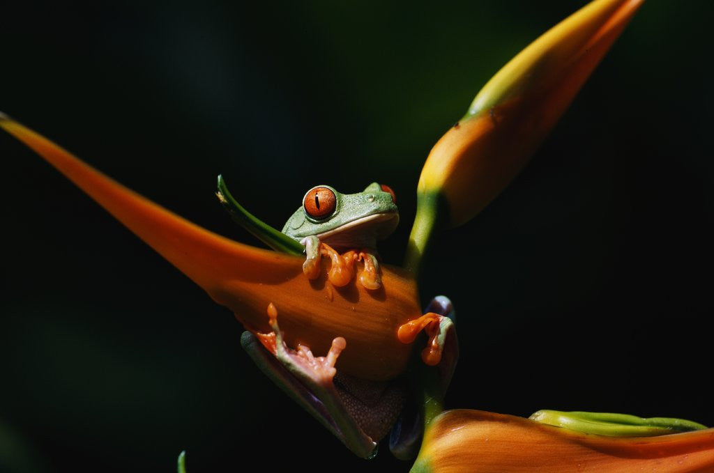 Detail of Red Eyed Tree Frog on Ginger Plant by Anonymous