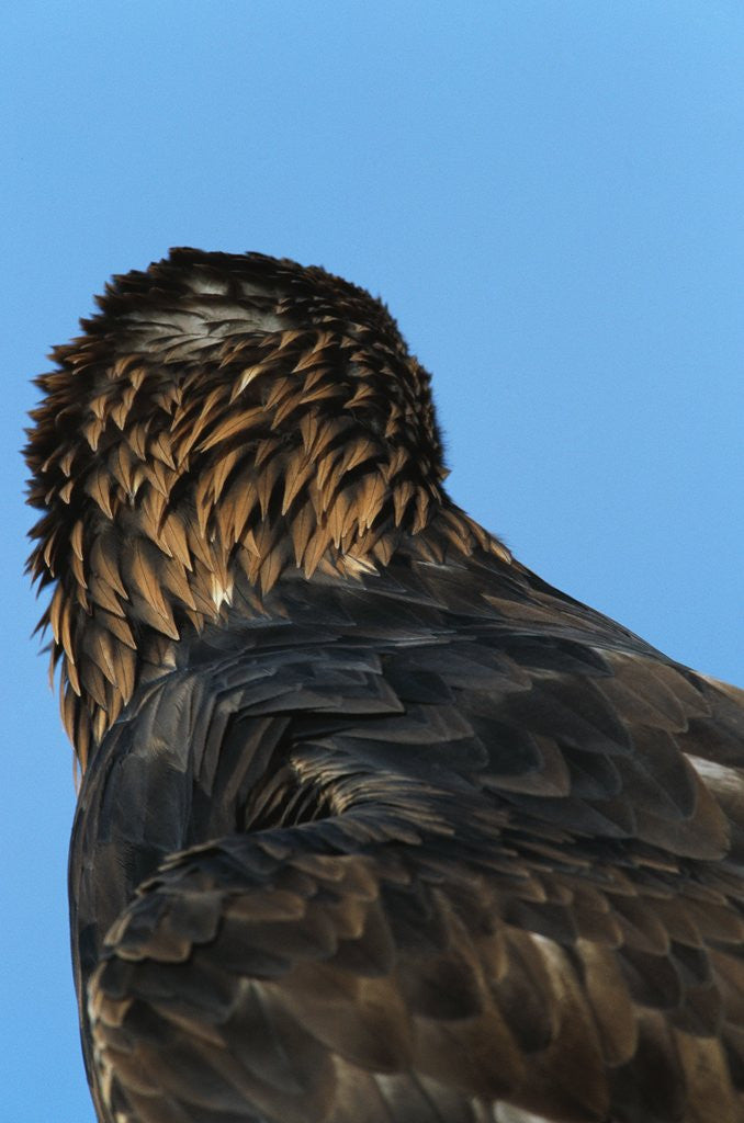 Detail of Golden Eagle by Corbis
