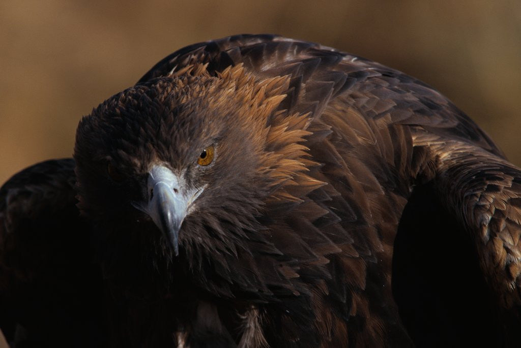 Detail of Golden Eagle by Anonymous