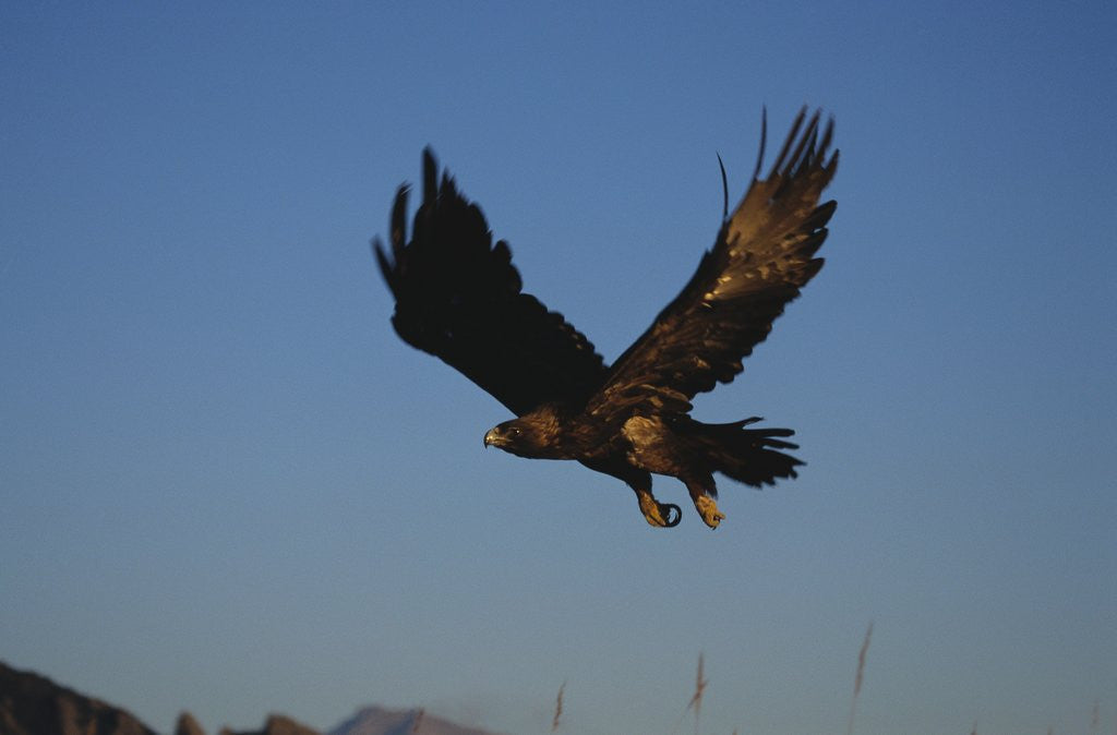 Detail of Golden Eagle by Anonymous