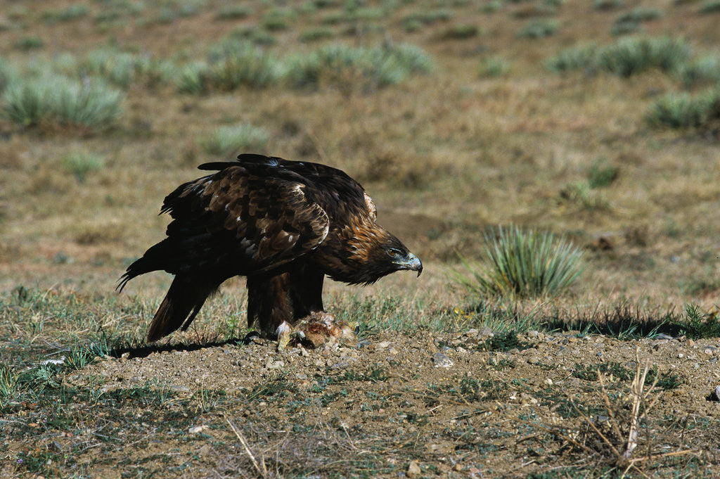Detail of Golden Eagle with Prey by Anonymous