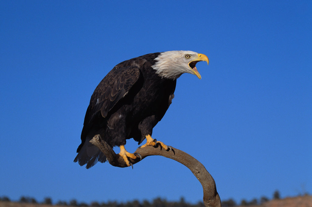 Detail of Bald Eagle by Anonymous