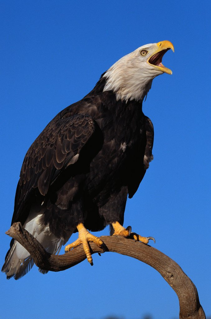 Detail of Bald Eagle by Anonymous