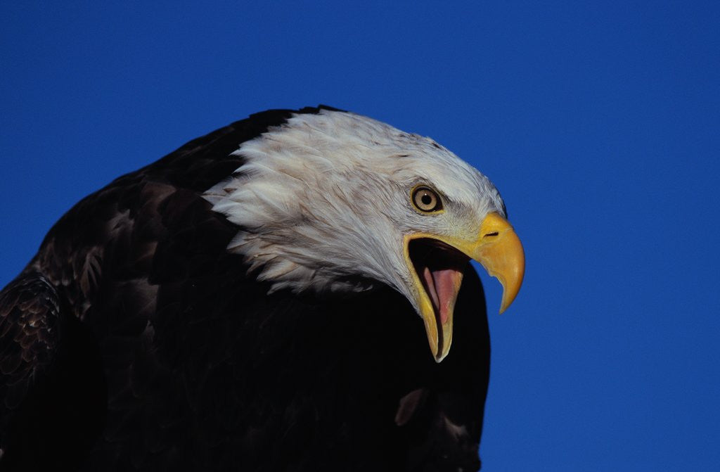 Detail of Bald Eagle by Anonymous