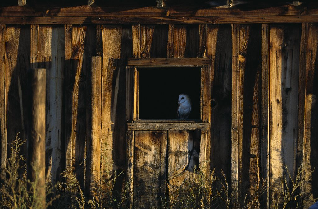 Detail of Barn Owl in Barn Window by Anonymous