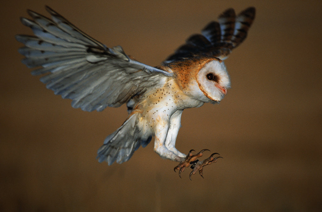 Detail of Barn Owl Landing by Anonymous