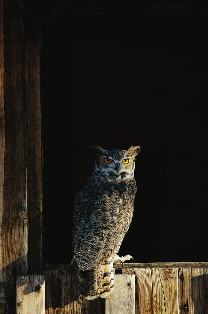 Detail of Great Horned Owl by Corbis