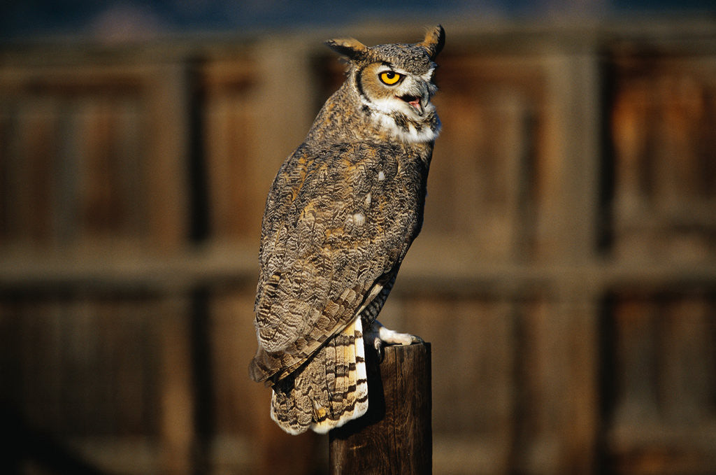 Detail of Great Horned Owl by Corbis