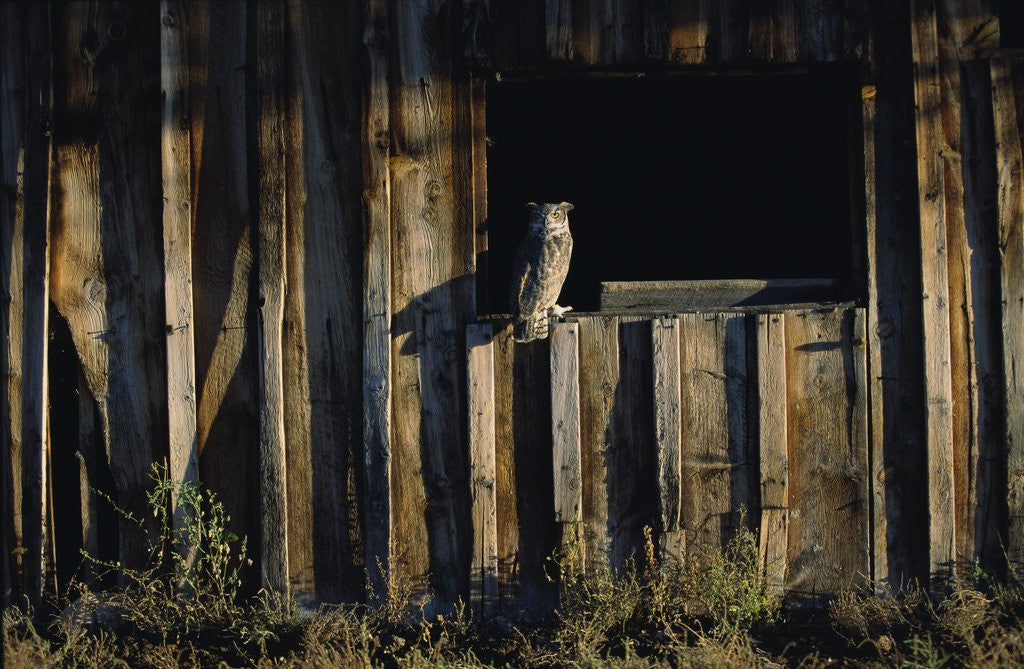 Detail of Great Horned Owl by Anonymous