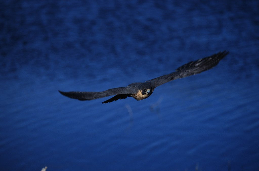 Detail of Peregrine Falcon Flying Over a Lake by Corbis