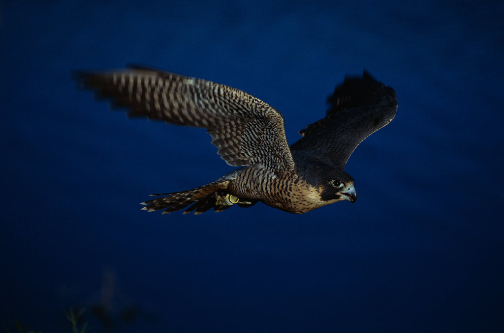 Detail of Peregrine Falcon Flying Over a Lake by Anonymous