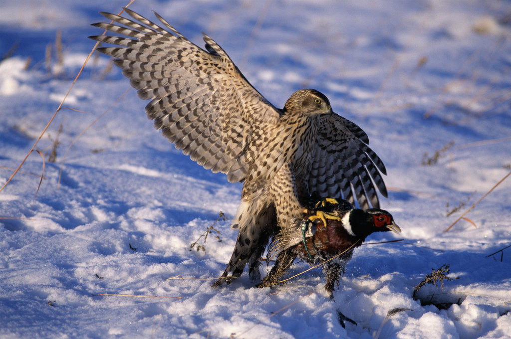 Detail of Goshawk Catching Prey by Anonymous