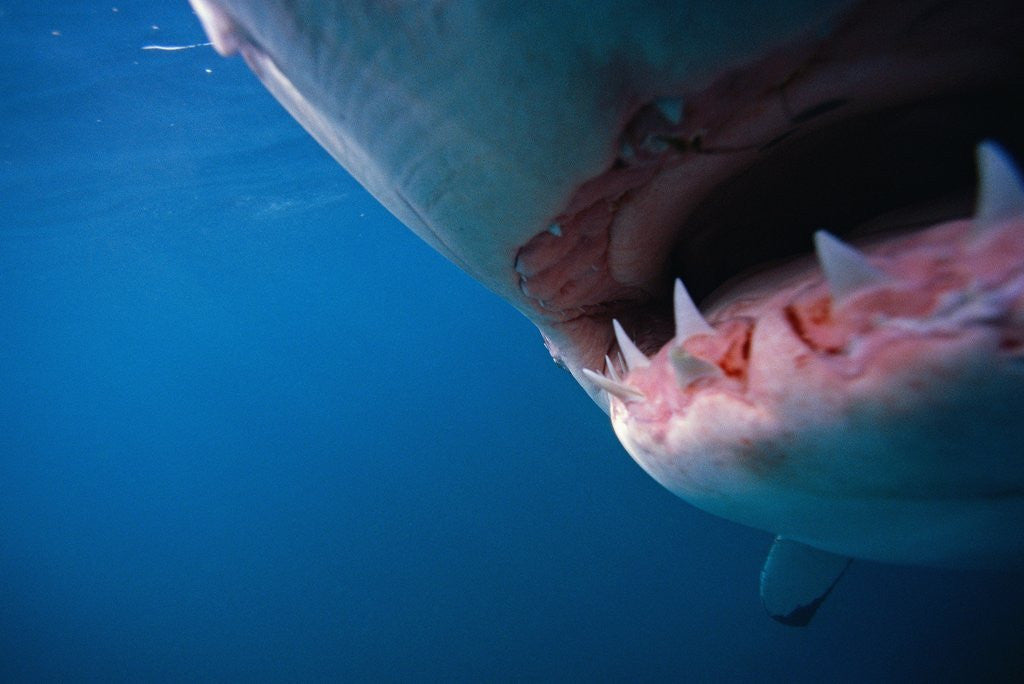 Detail of Mouth of Great White Shark by Corbis