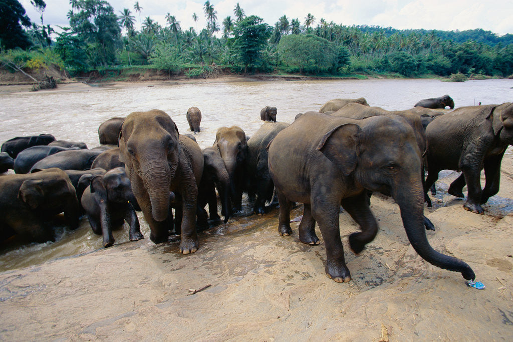 Detail of Elephants Bathing at Pinnewala Orphanage by Anonymous