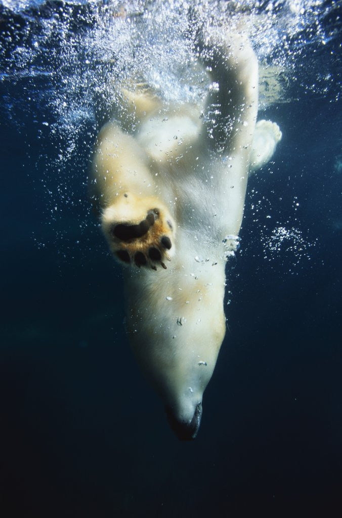Detail of Polar Bear Swimming by Anonymous
