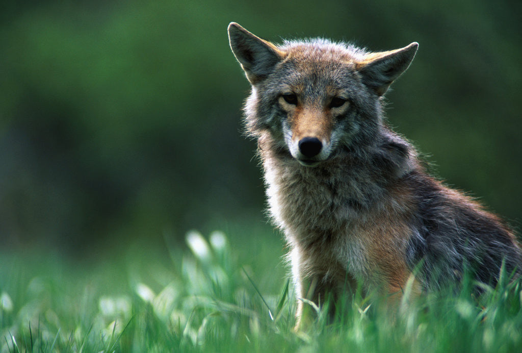 Detail of Coyote in Alpine Meadow by Anonymous