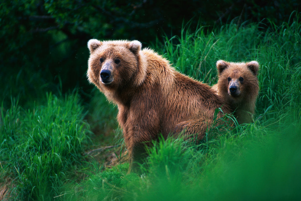 Detail of Brown Bear Sow and Cub by Anonymous