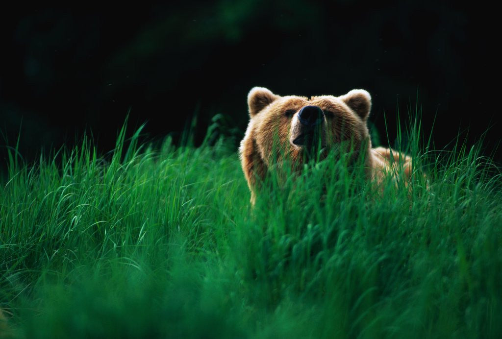 Detail of Brown Bear in Tall Grass by Corbis