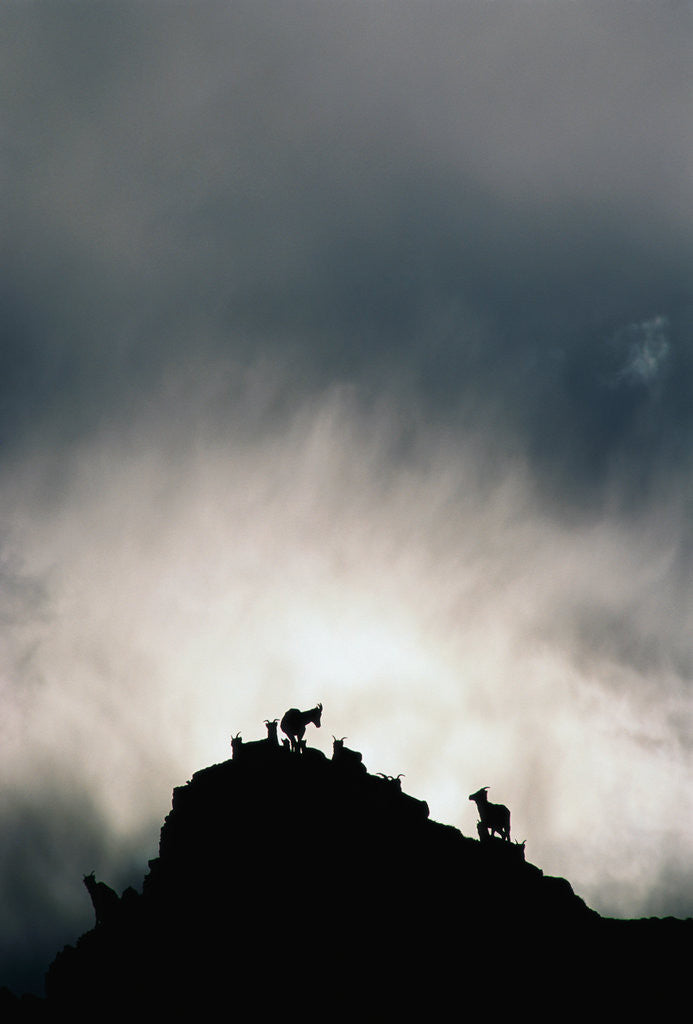 Detail of Dall's Sheep on Cliff at Sunset by Anonymous