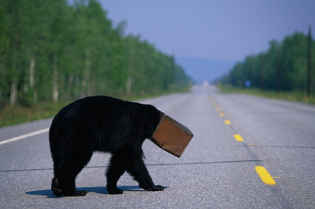 Detail of Black Bear Crossing Highway by Anonymous