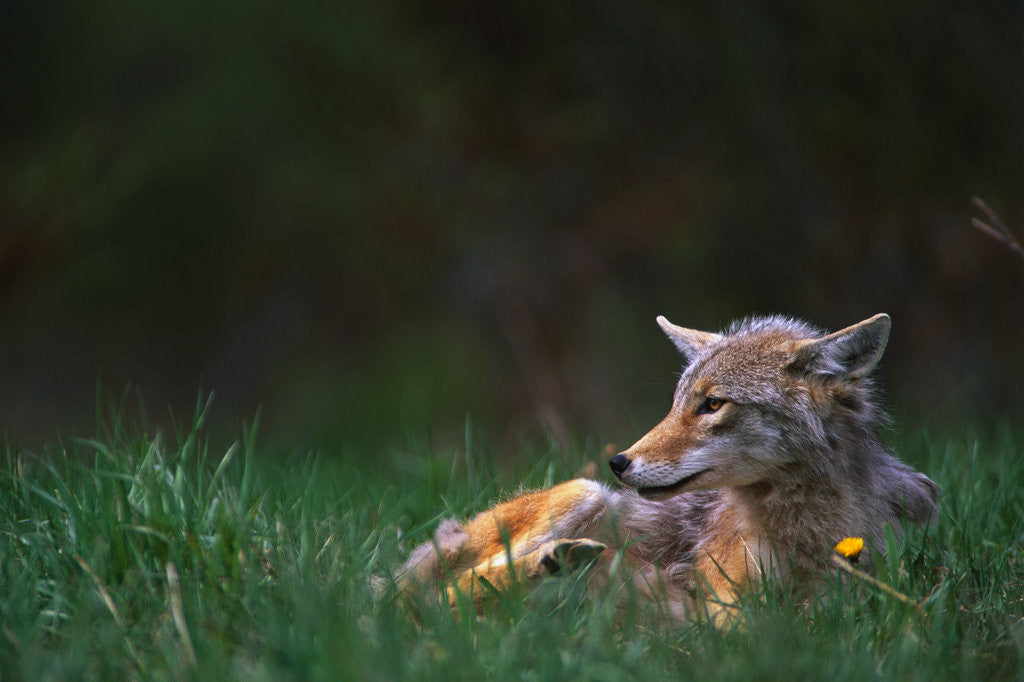 Detail of Coyote Lounging in Alpine Meadow by Anonymous