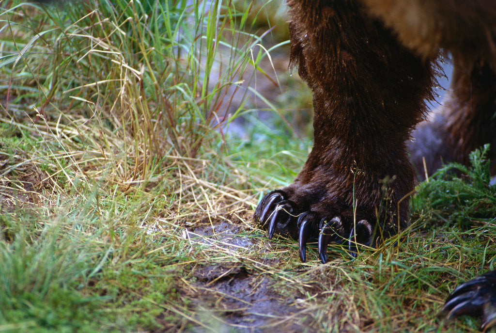 Detail of Close-up of Grizzly Bear's Claws by Corbis
