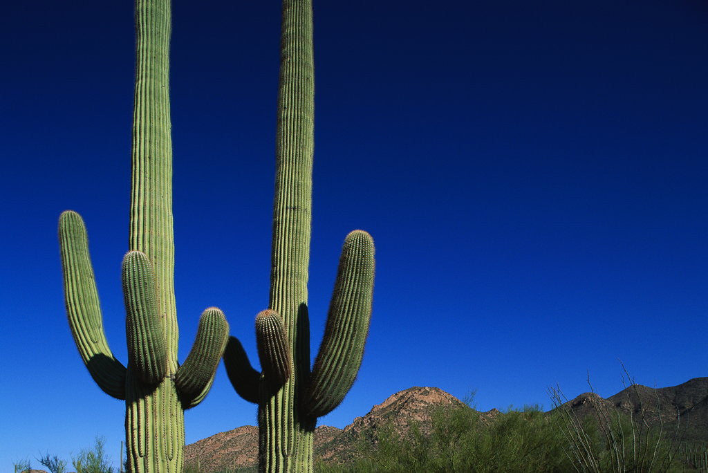 Detail of Cactuses at Sunrise by Anonymous
